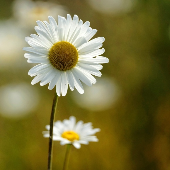 Meet your Posher, Susan - Picture 2 of 15